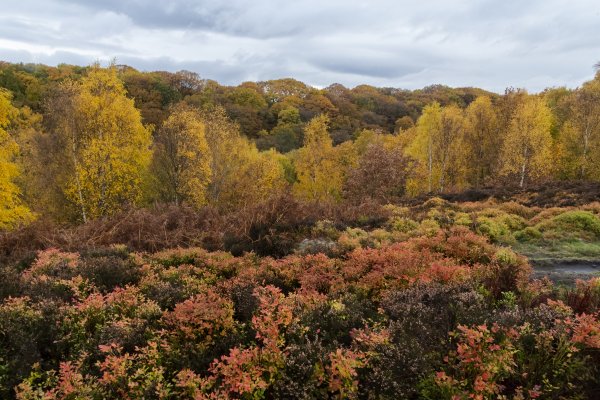 Shipley Glen